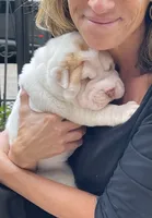 Boy 1 - white flower , a male Chinese Shar-Pei for sale in Brooklyn, NY – 3 of 10