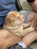 Girl 1 - spotted pattern , a female Chinese Shar-Pei for sale in Brooklyn, NY – 7 of 10