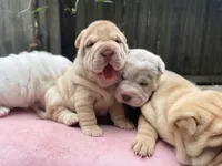Girl 1 - Spotted body , a female Miniature Shar-Pei for sale in Brooklyn, NY – 7 of 10