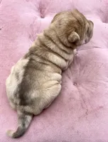 Girl 1 - spotted pattern , a female Chinese Shar-Pei for sale in Brooklyn, NY – 6 of 10