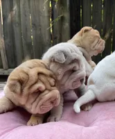 Girl 2 , a female Chinese Shar-Pei for sale in Brooklyn, NY – 8 of 10