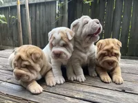 Girl 2 , a female Miniature Shar-Pei for sale in Brooklyn, NY – 5 of 10