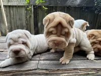 Girl 2 , a female Miniature Shar-Pei for sale in Brooklyn, NY – 6 of 10