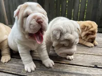 Boy 1 - white flower , a male Chinese Shar-Pei for sale in Brooklyn, NY – 10 of 10