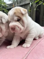 Boy 1 - white flower , a male Chinese Shar-Pei for sale in Brooklyn, NY – 5 of 10