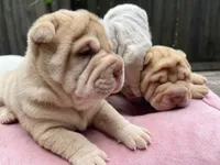 Girl 2 , a female Miniature Shar-Pei for sale in Brooklyn, NY – 7 of 10