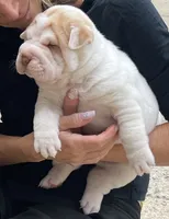 Boy 1 - white flower , a male Miniature Shar-Pei for sale in Brooklyn, NY – 5 of 10