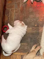 Boy 1 - white flower , a male Miniature Shar-Pei for sale in Brooklyn, NY – 10 of 10