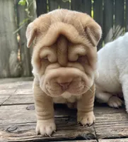 Girl 1 - spotted pattern , a female Chinese Shar-Pei for sale in Brooklyn, NY – 1 of 10