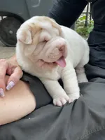 Boy 1 - white flower , a male Chinese Shar-Pei for sale in Brooklyn, NY – 9 of 10
