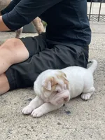 Boy 1 - white flower , a male Miniature Shar-Pei for sale in Brooklyn, NY – 9 of 10