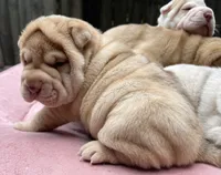 Girl 2 , a female Chinese Shar-Pei for sale in Brooklyn, NY – 6 of 10