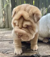 Girl 1 - spotted pattern , a female Chinese Shar-Pei for sale in Brooklyn, NY – 4 of 10