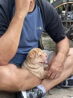 Girl 2 , a female Chinese Shar-Pei for sale in Brooklyn, NY – 5 of 10