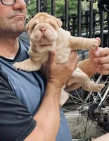 Girl 1 - spotted pattern , a female Chinese Shar-Pei for sale in Brooklyn, NY – 2 of 10