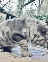 processed/4595ff78-4695-4799-bbc8-9193d70587b2/listing/9fcf0a16-65ed-4efa-b98c-72689229bded/2fece555-ac51-497b-b84c-d7a8dc1a5196