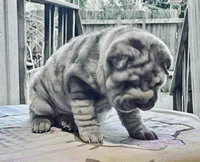 processed/4595ff78-4695-4799-bbc8-9193d70587b2/listing/9fcf0a16-65ed-4efa-b98c-72689229bded/888e3b3b-1a48-4afe-ad1d-db0f58c47e4a