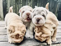 Girl 2 , a female Miniature Shar-Pei for sale in Brooklyn, NY – 9 of 10