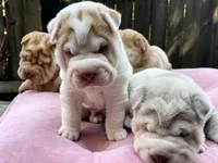 Boy 1 - white flower , a male Miniature Shar-Pei for sale in Brooklyn, NY – 7 of 10