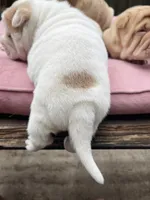 Boy 1 - white flower , a male Miniature Shar-Pei for sale in Brooklyn, NY – 3 of 10