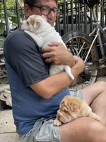 Girl 1 - spotted pattern , a female Chinese Shar-Pei for sale in Brooklyn, NY – 5 of 10