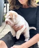 Boy 1 - white flower , a male Miniature Shar-Pei for sale in Brooklyn, NY – 6 of 10
