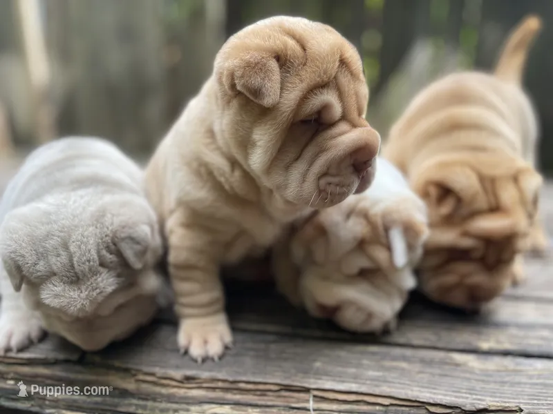 Girl 2  – Chinese Shar-Pei puppy for sale in Brooklyn, NY