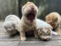 Girl 2 , a female Chinese Shar-Pei for sale in Brooklyn, NY – 2 of 10