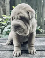 Mini blue boy blue eyes, a male Chinese Shar-Pei for sale in New York, NY – Photo 1 of 10