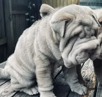 Mini blue boy blue eyes, a male Chinese Shar-Pei for sale in New York, NY – Photo 5 of 10