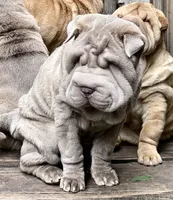 Mini blue boy blue eyes, a male Chinese Shar-Pei for sale in New York, NY – Photo 8 of 10