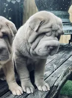 Mini blue boy blue eyes, a male Chinese Shar-Pei for sale in New York, NY – Photo 3 of 10
