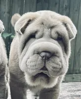 Mini blue boy blue eyes, a male Chinese Shar-Pei for sale in New York, NY – Photo 2 of 10