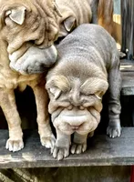 Mini blue boy blue eyes, a male Chinese Shar-Pei for sale in New York, NY – Photo 4 of 10