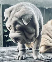 Mini blue boy blue eyes, a male Chinese Shar-Pei for sale in New York, NY – Photo 9 of 10