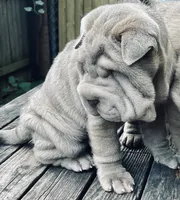 Mini blue boy blue eyes, a male Chinese Shar-Pei for sale in New York, NY – Photo 10 of 10