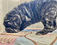 processed/4595ff78-4695-4799-bbc8-9193d70587b2/listing/d8abbbbb-fe61-4253-baf5-6c71704e95f1/117d9d14-a068-466c-ae7d-2686328635b3