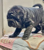 processed/4595ff78-4695-4799-bbc8-9193d70587b2/listing/d8abbbbb-fe61-4253-baf5-6c71704e95f1/22351c4b-7971-47f6-8da1-b4264d8ccc09