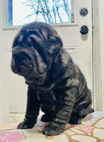 processed/4595ff78-4695-4799-bbc8-9193d70587b2/listing/d8abbbbb-fe61-4253-baf5-6c71704e95f1/f0f34309-6260-46bd-b1a5-32e5ec5ac999