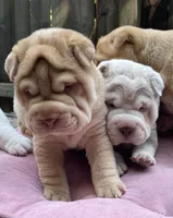 Girl 2 , a female Chinese Shar-Pei for sale in Brooklyn, NY – 3 of 10