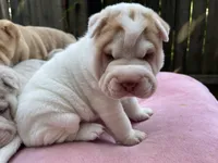 Boy 1 - white flower , a male Miniature Shar-Pei for sale in Brooklyn, NY – 4 of 10