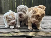 Girl 1 - Spotted body , a female Miniature Shar-Pei for sale in Brooklyn, NY – 9 of 10