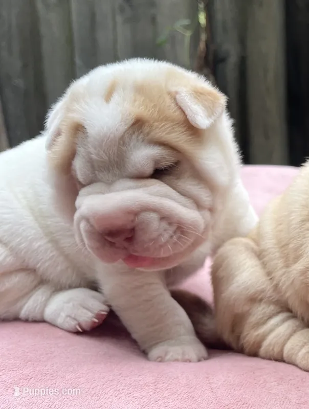 Boy 1 - white flower  – Chinese Shar-Pei puppy for sale in Brooklyn, NY