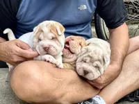 Boy 1 - white flower , a male Miniature Shar-Pei for sale in Brooklyn, NY – 8 of 10