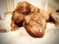 processed/4596937d-4e8a-47e7-906d-9ff7de59cbd6/facility/08480158-e55a-4504-917c-a34b18a9721e