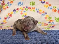 Flynn, a male French Bulldog for sale in Sierra Vista, AZ – 2 of 6
