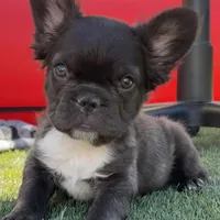 READY! AKC Fluffy Female, a female French Bulldog for sale in Sierra Vista, AZ – Photo 1 of 8