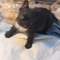 READY! AKC Fluffy Female, a female French Bulldog for sale in Sierra Vista, AZ – Photo 6 of 8