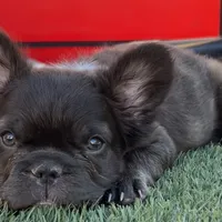 READY! AKC Fluffy Female, a female French Bulldog for sale in Sierra Vista, AZ – Photo 3 of 8