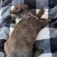 READY! AKC Fluffy Female, a female French Bulldog for sale in Sierra Vista, AZ – Photo 4 of 8